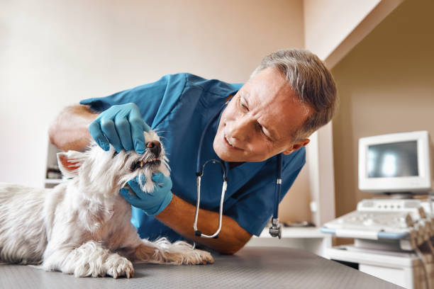 Best Weekend Emergency Dental Services in Noble, OK